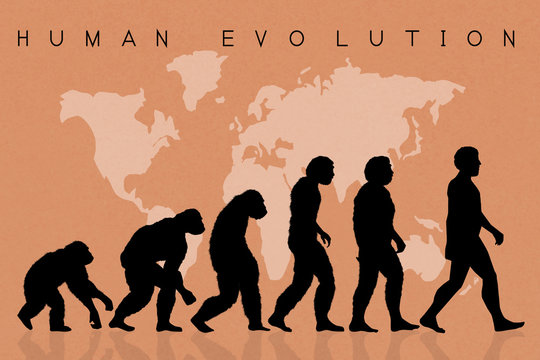 Human evolution