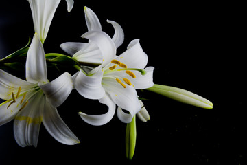 Flowers and buds of lilies on a black background