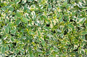 green leaf, green leaves wall nature for green background.