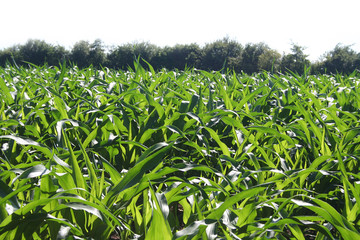 Obraz premium campo di mais illuminato dal sole con sfondo bianco