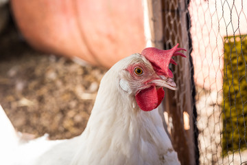 A white and red chicken female in a home made cage