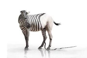 Foto op Plexiglas Zebra verlichtend