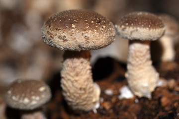 Shiitake mushroom is an edible mushroom