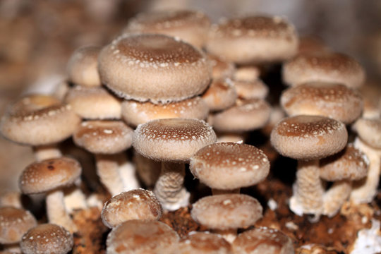 Shiitake mushroom (Lentinula edodes) 