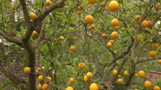 Orange tree with fruit in Mallorca, Spain