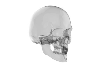 x Ray Human Skull with Brain / 3D Rendering