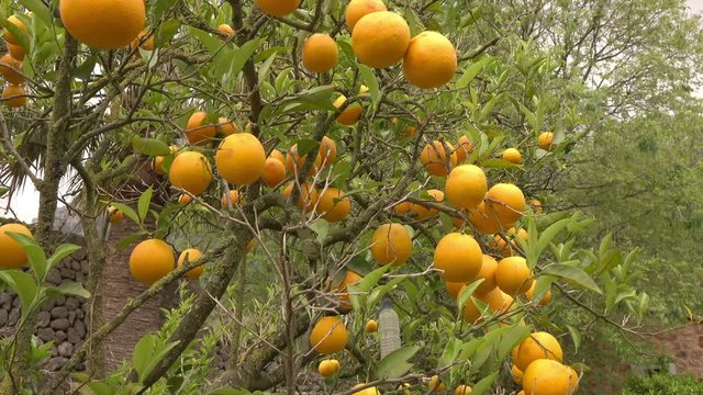 Orange tree with fruit in Mallorca, Spain, dolly shot