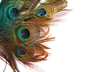Obraz premium Beautiful peacock feather on white background with copy space