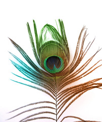 Beautiful peacock feather on white background with copy space