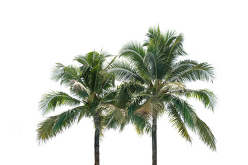 Fototapeta na wymiar Green Leaves of coconut tree,coconut leaf isolated on white bac