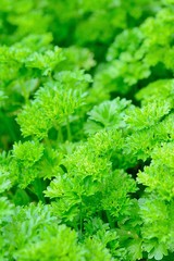 Fresh parsley closeup. Green young parsley in garden.