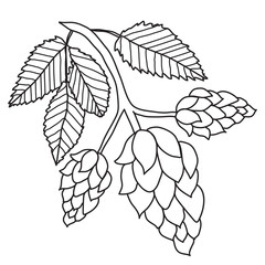 Hops plant black and white images isolated on white background, hand drawing style. Vector illustration