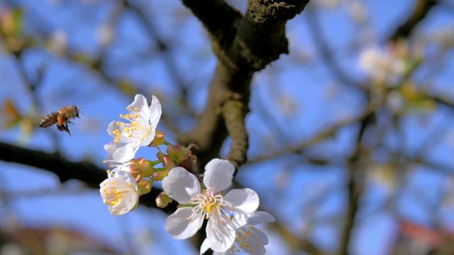 HD slow motion detail dolly shot how worker bee gathering nectar from cherry blossom
