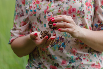 pine cone is holding by hands