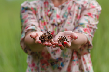 Few pine cones in woman hands, closeup