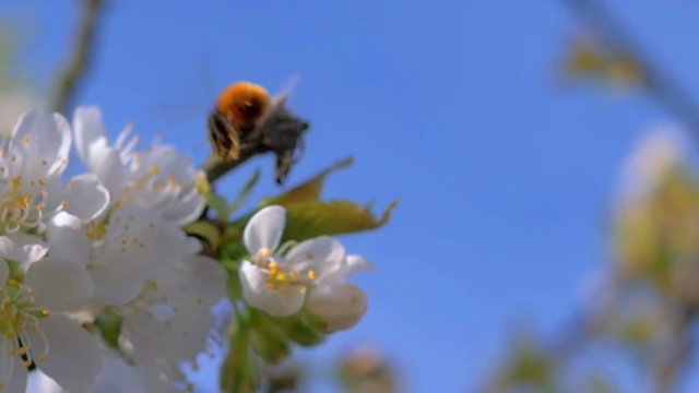 HD slow motion macro view how bumblebee flying and land on white blossom
