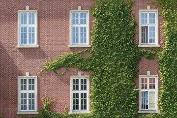 Obraz premium Windows entwined with wild grapes in the Wawel castle. Krakow 