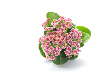 Pink kalanchoe flowers, studio shot