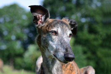 Galgo Espanol lauscht mit aufgestelltem Ohr