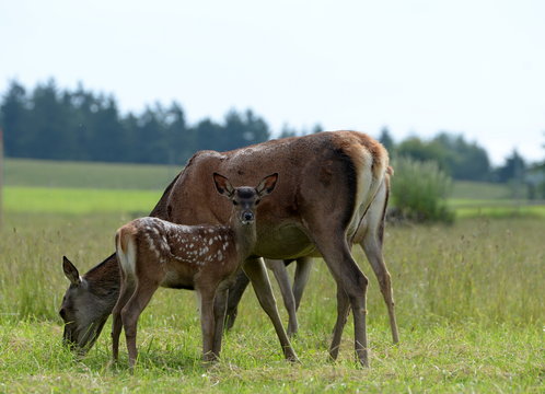 an Mutters Seite, Kitz neben Hirschkuh
