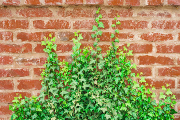 Hintergrund – Efeu erobert Ziegelmauer - Background - Ivy conquered Brick Wall