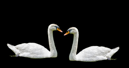 Fototapeta premium White swan with orange beak, feathers, close up, isolated on black background