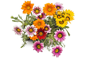Colourful bouquet of gerbera flowers, Gerbera Jamesonii, in flower pot on white background