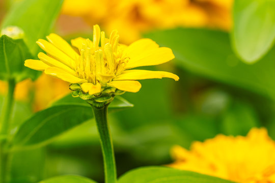 Zinnia yellow blooming with beautiful  close-up