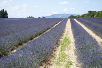 Lavanda in fiore
