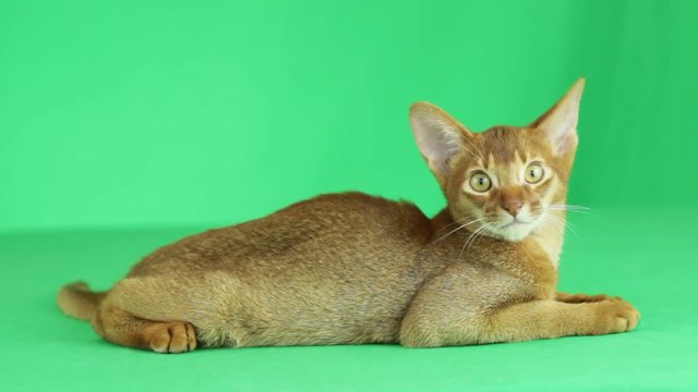 Abyssinian cat lying on a green screen