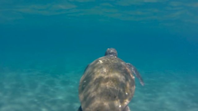 Sea turtle swimming in the blue sea