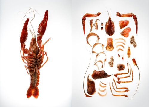 Lobster and kit to make lobster