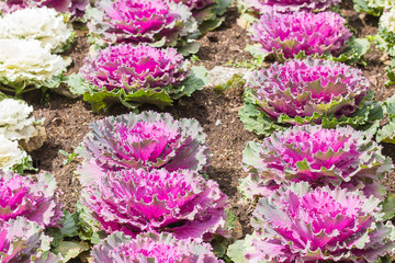 Fresh Cabbage (brassica oleracea) plant leaves