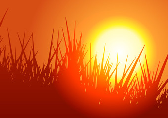 Vector Illustration. Meadow with grass at sunset.