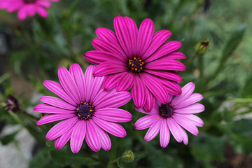 closeup of pink margaret flowers