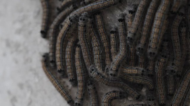 Caterpillars on the bark of apple tree. Macro 1