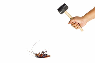Hand holding hammer intending to kill cockroaches.