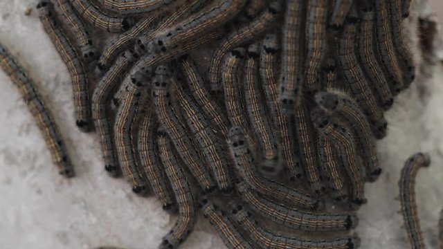 Caterpillars on the bark of apple tree. Macro 5