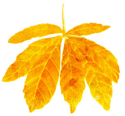 Chestnut leaf, hand painted in watercolor on white, golden toned