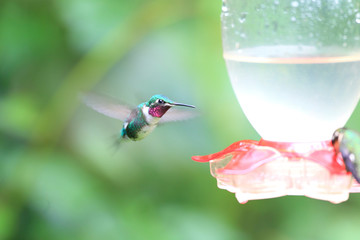 White-bellied Woodstar (Chaetocercus mulsant) in Ecuador

