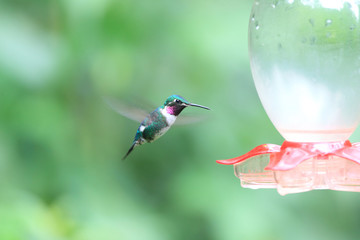 White-bellied Woodstar (Chaetocercus mulsant) in Ecuador

