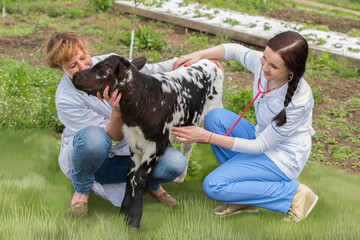 Profession of  veterinarian/The photo shows two female veterinarians, examining the health of the...