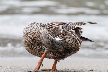 duck cleaning on seashore