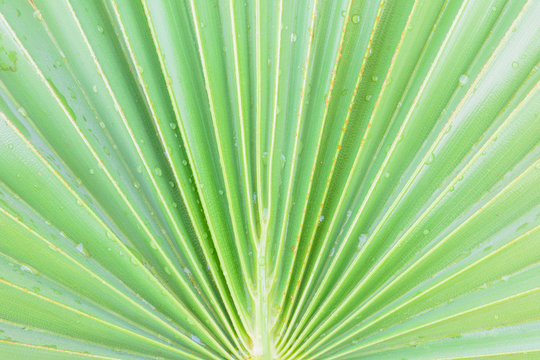 Pattern on palm leaf