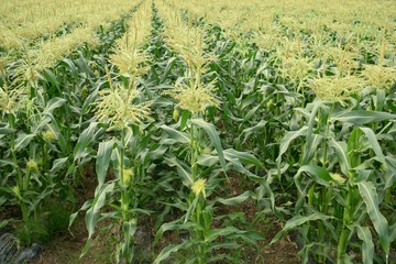 Naklejka premium Cornfield corn flower