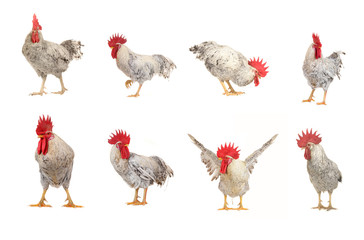 roosters
