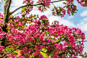 Obraz na płótnie Canvas Blooming Apple tree Malus 'Royal beauty'