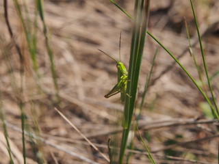 Кузнечик в траве