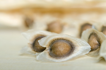 Moringa seeds isolated on wood background