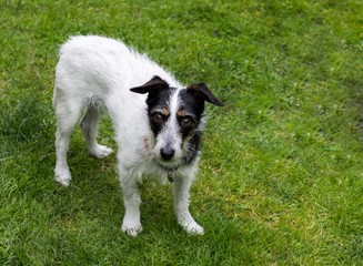 Jack Russell cross dog standing on grass.